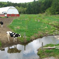 Cows on a farm, approaching a reflective stream.