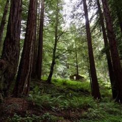 trees forest