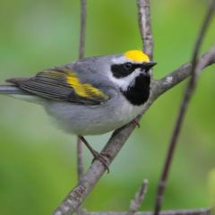 Golden Wing Warbler
