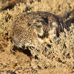 A male greater sage-grouse feeding on Wyoming big sagebrush leaves