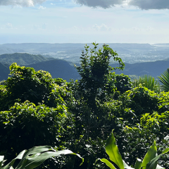 Puerto Rico coffee hacienda