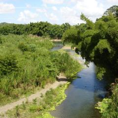 Floodplain of the Rio de La Plata, Puerto Rico.