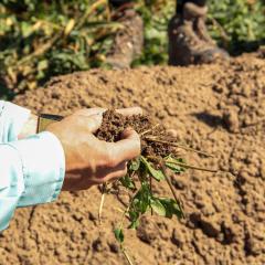 hands holding soil 