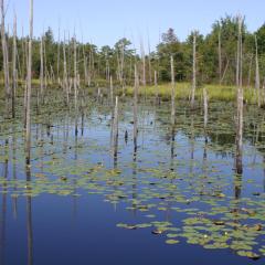 wetlands in New Jersey