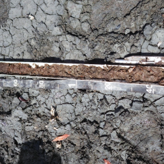 Organic soil profile in Puerto Rico