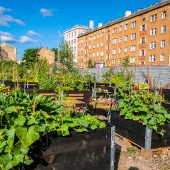 An urban garden surrounded by city buildings and high trees. 
