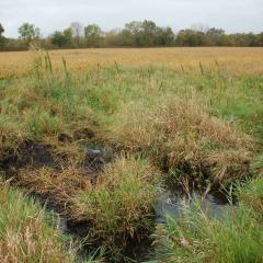 Small wetland adjacent to a crop field in southwest Michigan.