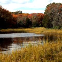 A saltmarsh in Rhode Island