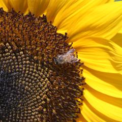 Bee on a sunflower at Finca el Giraso in Puerto Rico.