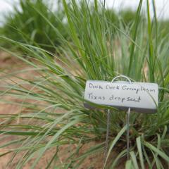 Duck creek germplasm texas dropseed