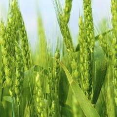 GREEN WHEAT