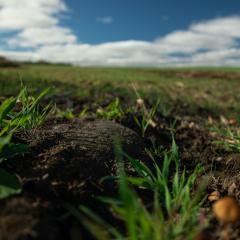 A picture of cover crops in a field in New Hampshire