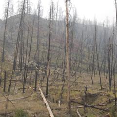 Burned trees dot a hillside after a wildfire. Both erosion and regrowth of ground vegetation cabn be seen.