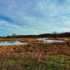 Wetlands in winter, surrounded by trees and plant matter with cloudy blue skies above.