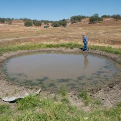 An algal bloom in a pond.