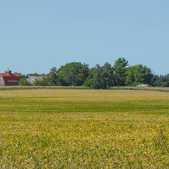 A farmstead sits next to a soybean crop outside of Ottosen, Iowa, Sept. 17, 2017. USDA Photo by Preston Keres