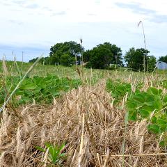 Crimped cereal rye cover crop on a southeast Iowa crop field.