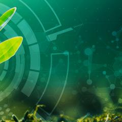 Plant