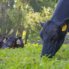 NRCS Cows Hero