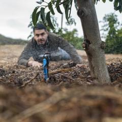 Salvador Prieto gets nearly ground level to see how well this micro-sprinkler is working under one of his avocado trees, in Somis, CA, on Nov 15, 2018.

Salvador Prieto grew up watching and helping his father grow corn and beans on a small farm in Mexico. The journey from bean fields to 20-acre orchard owner with his wife Martha Romero was not a straight and narrow path to Somis, Calif. In fact, it was music that brought him to the United States. Today the passion is agriculture.


Similarly, Romero didn’