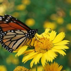 Monarch adult nectaring on Golden Crownbeard (Verbesina encelioides) in Payne County, Oklahoma.
(USDA/NRCS photo by Ray A. Moranz) 
