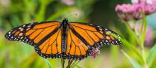 butterfly