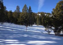 Snow and trees on mountain