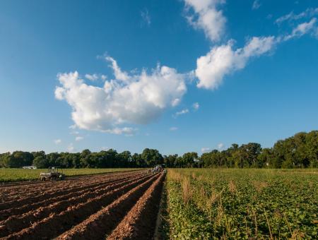 Large sweet potatoes, grown underground, are plowed up so migrant workers can carefully lift them to the top of the soil mound, trim off the greens, and sort the potatoes according to size at Kirby Farms in Mechanicsville, VA on Friday, Sep. 20, 2013. Kirby Farms is a third-generation family farm that covers 500 acres, and generates produce and grains on a year-around operation. Please see the photoset description for more information about this farm operation and harvest. USDA photo by Lance Cheung.