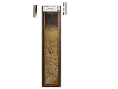 Cecil soil monolith