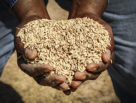 conyer holding rice