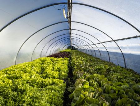 High tunnel covering rows of plants.