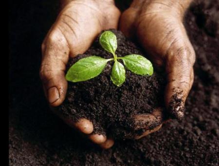 soil