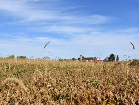 Interseed cover crop field with farm in the background on a clear sunny day