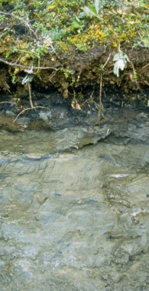 Profile of a Gelisol