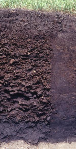 Profile of a Histosol