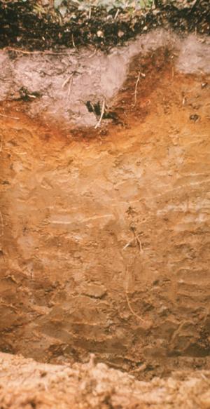 Profile of a Spodosol