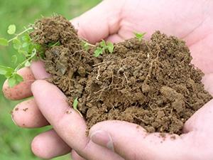 Hands holding soil