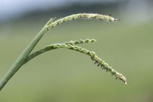 Close up of green plant in grazing lands.