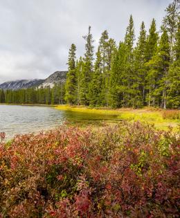 forest lake