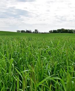 Cereal rye grows to 2-3 feet tall in late May