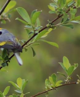 Golden-winged warbler