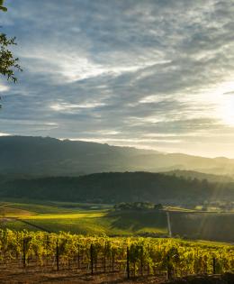 Landscape view of California vineyard
