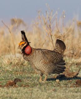 Male esser prairie-chicken on a lek in the Red Hills of Kansas