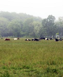 Cows in a field in Rhode Island