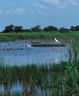 Water Bank and Migratory Birds