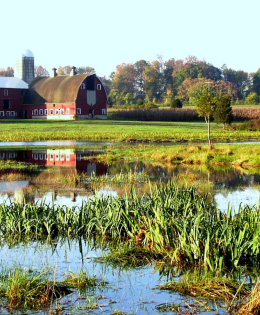 A farm sits in the background of a wetland. 