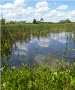 Wetland