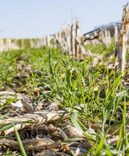 A field with cover crops