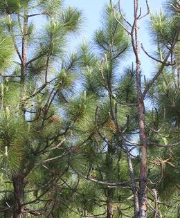 Sussex, VA, Longleaf Pines