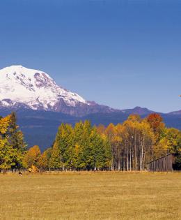  Mt Adams. Lombardy poplars and aspen trees take on fall colors on a farm near Mt. Adams in Washington State.